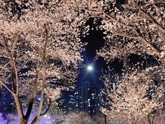 -西北湖绿化广场