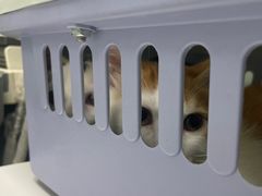 -宠物星动物医院·眼科·异宠·猫科(江南大道总院)