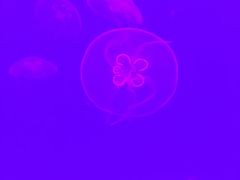 -多彩贵州城极地海洋世界