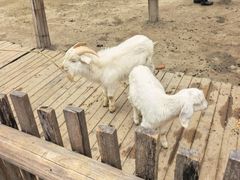 -乌村