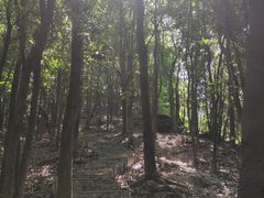 -南山植物园