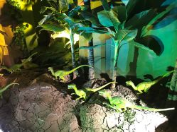 -恐龙探索乐园(磁器口店)