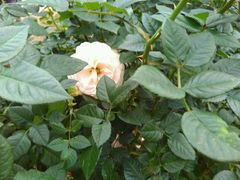 -人民公园(罗湖区)