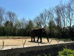 -合肥野生动物园