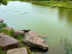 -贡湖湾湿地公园