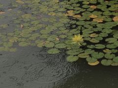 -芥子园