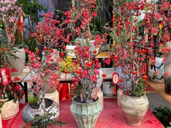 -溪岸路花鸟市场