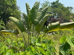-中国科学院西双版纳热带植物园