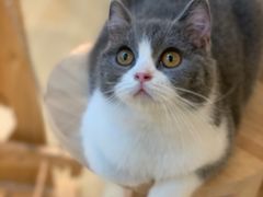 -momokira米努特·德文卷毛猫·棉花面纱犬