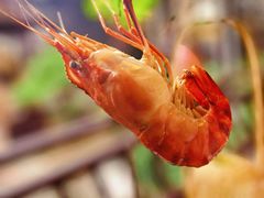 -蟹村草堂·苏式园林人文农家·大闸蟹