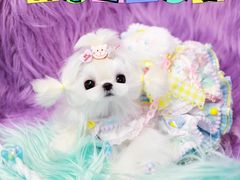 -萌宠之家·腊肠犬·马尔泰·小体犬舍