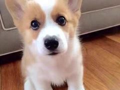 -趣玩宠物乐园寄养训犬训狗游泳池