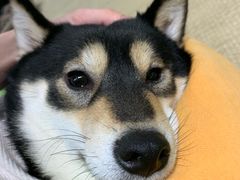 -逗柴咖啡屋·狗咖猫咖宠物桌游