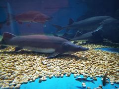 -成都浩海立方海洋公园