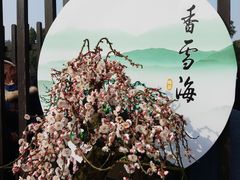 -香雪海