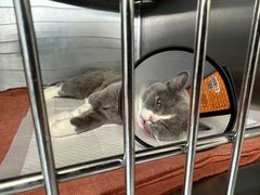 -艾贝尔宠物医院·24H转诊中心·肿瘤猫专科(江宁双龙店)