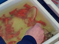 -本溪路花鸟市场(江浦路1709弄小区店)