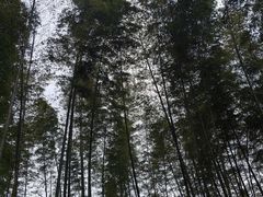 -蜀南竹海景区