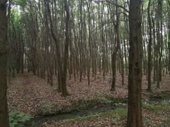 -同里国家湿地公园