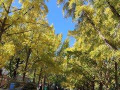 -三里屯东五街银杏大道