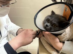 -艾贝尔宠物医院 ·内科全科(梁溪路店)