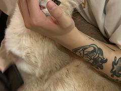 -momokira米努特·德文卷毛猫·棉花面纱犬