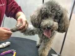 -PETKIT小佩宠物·低压洗护(国顺东路店)