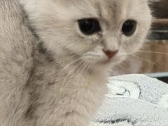 -袖虎·猫馆(体育西路店)