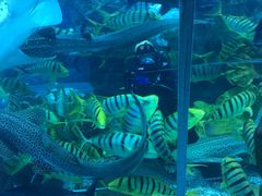 -迪拜水族馆及水下动物园