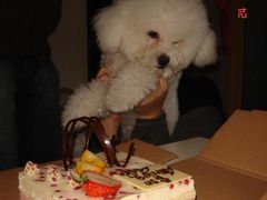 dollar的最爱-榖屋house of flour(张江首店)