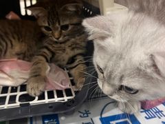-四月宠物医院·猫专科·心脏专科·内科(转塘店)