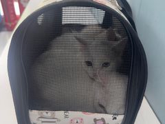 -纳吉亚猫专科动物诊疗中心(蒋宅口分院)