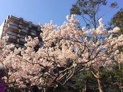 -阿里山神木遗迹