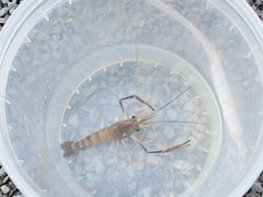 -DGE季风钓虾营地·团建·聚会