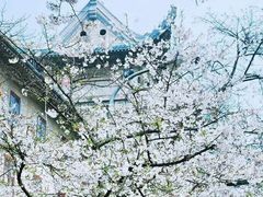 -武汉大学-樱园