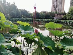-陈家山荷花公园