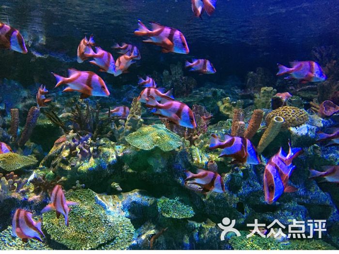 成都海昌极地海洋公园-图片-双流区周边游-大众点评网