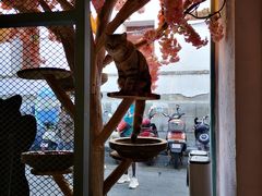 -喵屿·大理花园猫咖