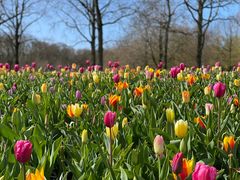 -库肯霍夫公园