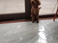 -瑞鹏宠物医院·普外科·影像科·皮肤科(城市山谷分院)