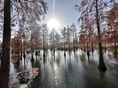 -池杉湖湿地公园