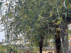 -悦哉·派对·草坪婚礼·围炉煮茶(三圣乡店)