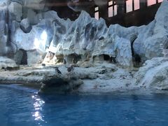 -帝企鹅自助餐厅•儿童岛•真企鹅(长隆企鹅酒店)