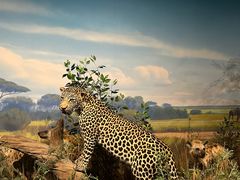 -陕西自然博物馆