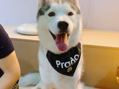 -Husky Go! 哈士奇体验馆·宠物咖啡厅狗咖