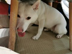 -逗柴咖啡屋·狗咖猫咖宠物桌游