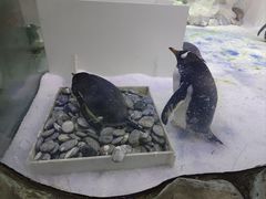 -芜湖新华联大白鲸海洋公园