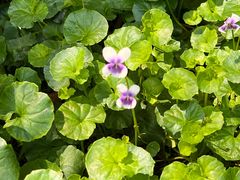 -成都市活水公园