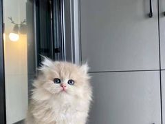 -猫十亿·布偶金渐层·曼基康矮脚猫舍(青年路店)