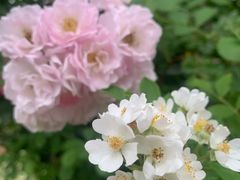 -洛阳市隋唐城遗址植物园